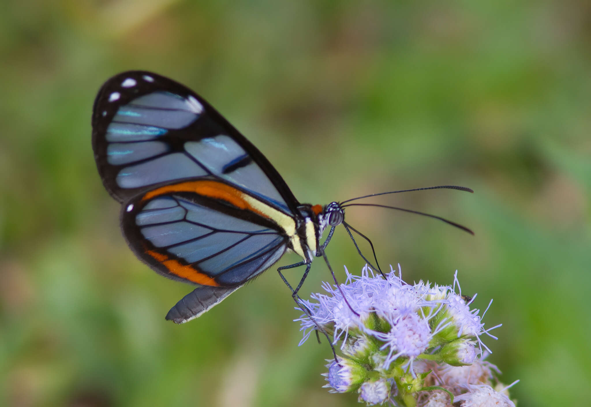 Imagem de Ithomia diasia Hewitson 1854