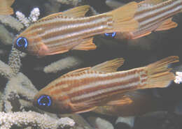 Image of Blue-eye cardinalfish