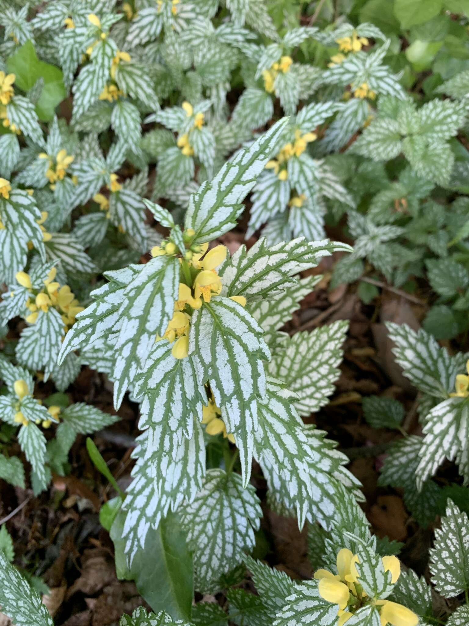 Image of Lamium galeobdolon subsp. flavidum (F. Herm.) Á. Löve & D. Löve