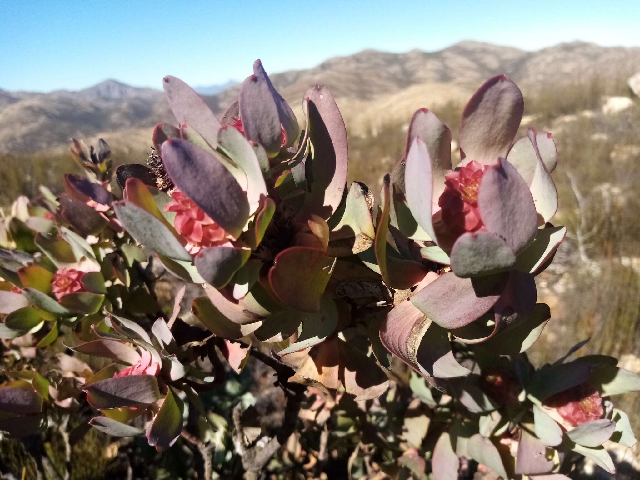 Image of Leucadendron pubibracteolatum I. J. M. Williams