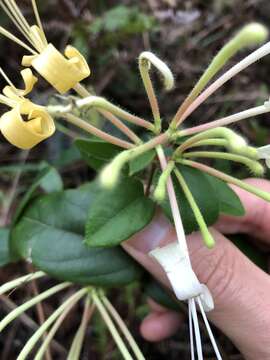 Imagem de Lonicera macrantha (D. Don) Spreng.