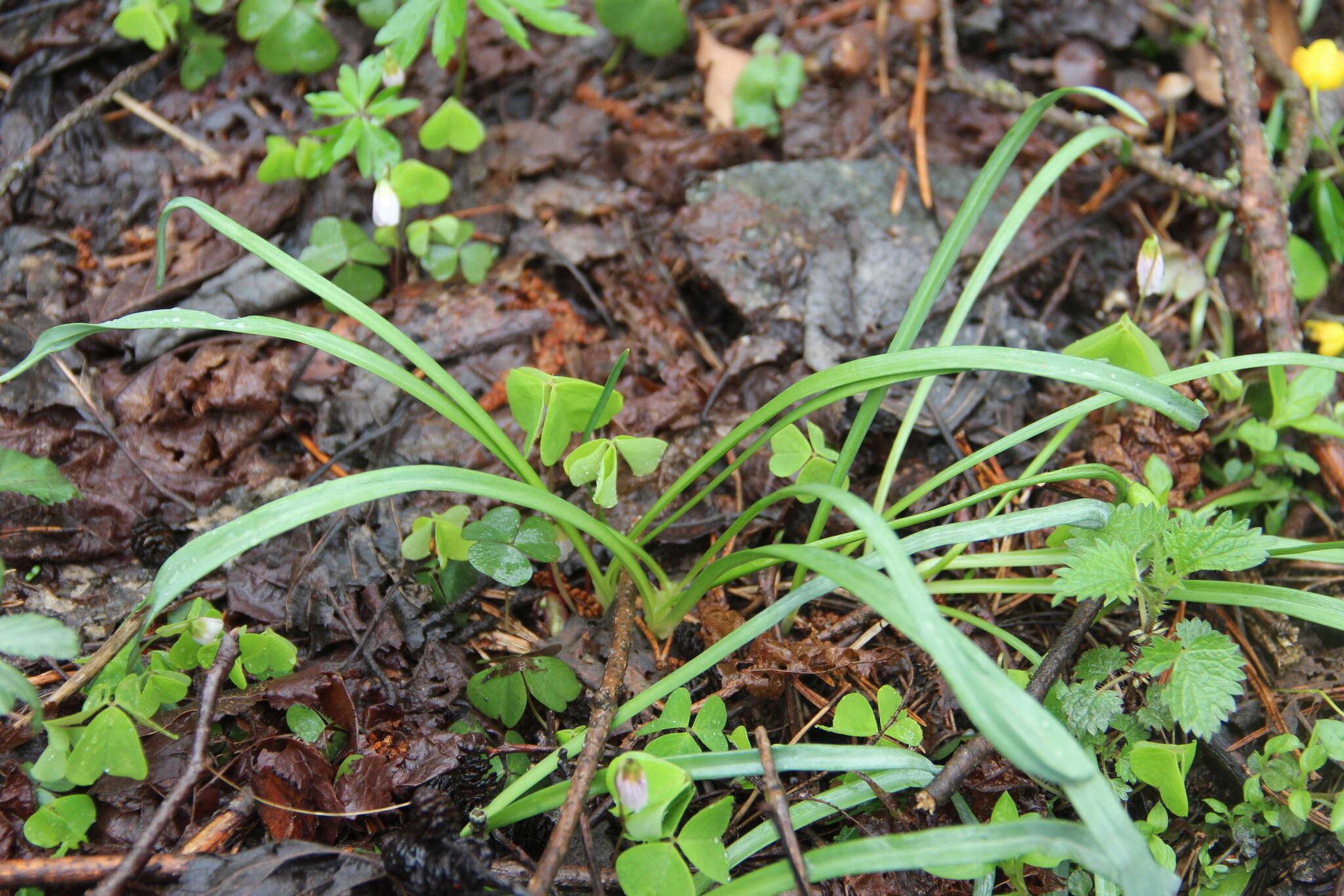 Image of Galanthus angustifolius Koss