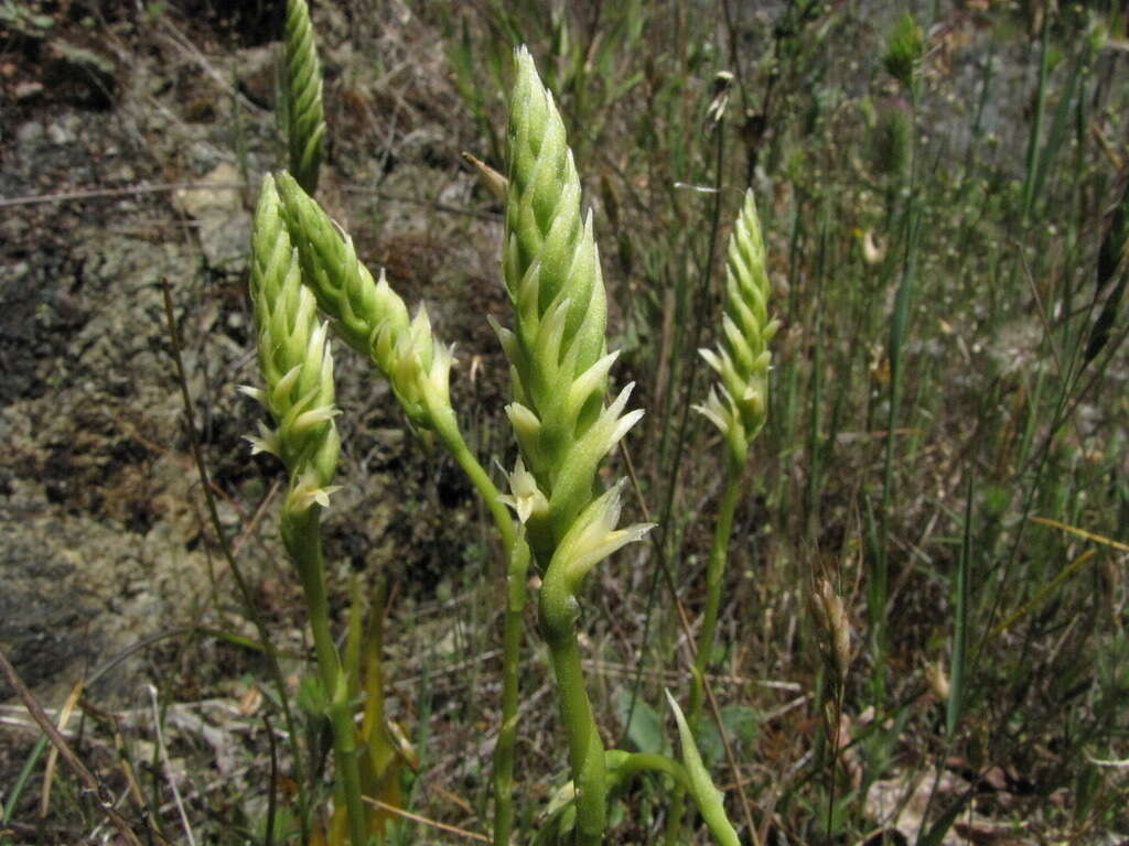 Image of Western Ladies'-Tresses