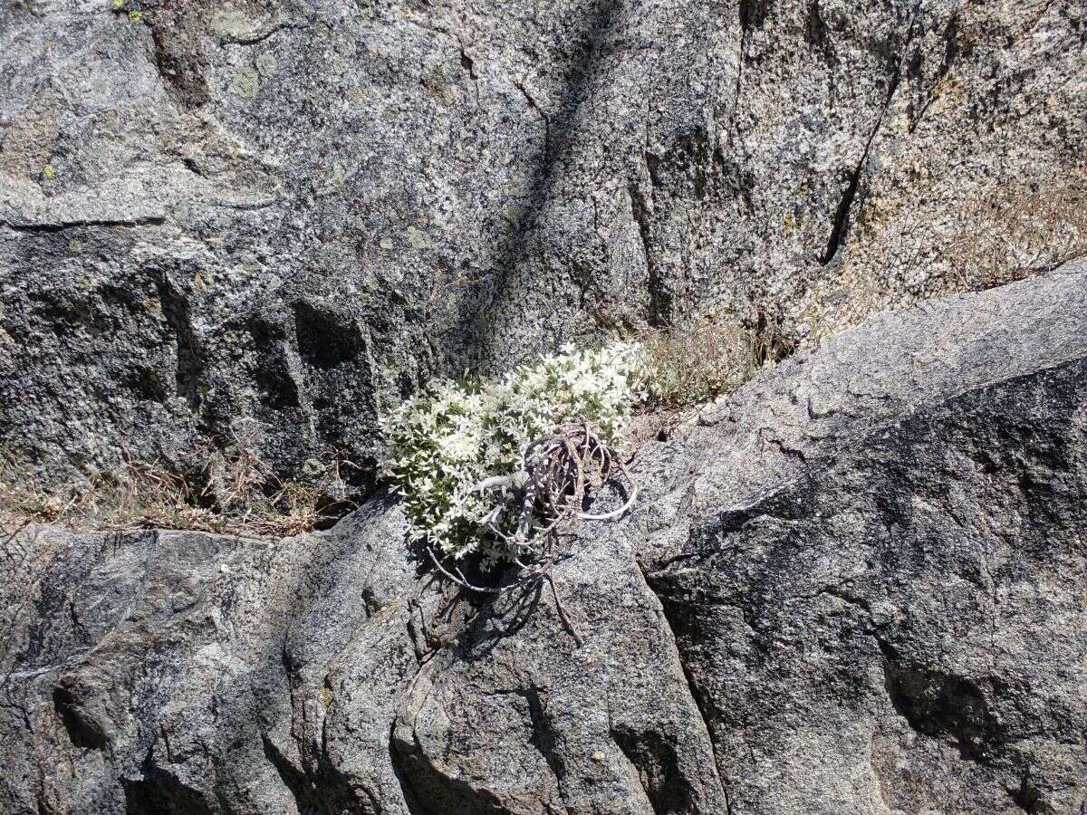 Image of San Jacinto prickly phlox