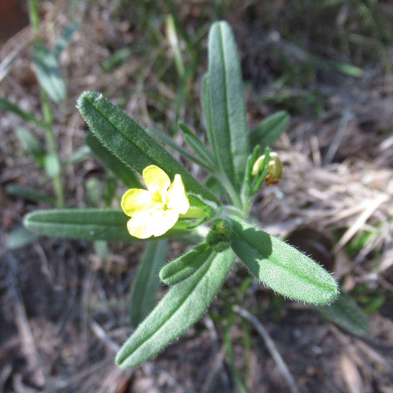 Image of San Antonio stoneseed