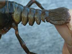 Image of <i>Cambarus diupalma</i> Jones & Eversole 2015