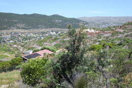 Image of Banksia integrifolia subsp. integrifolia