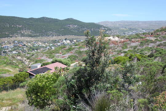 Imagem de Banksia integrifolia subsp. integrifolia