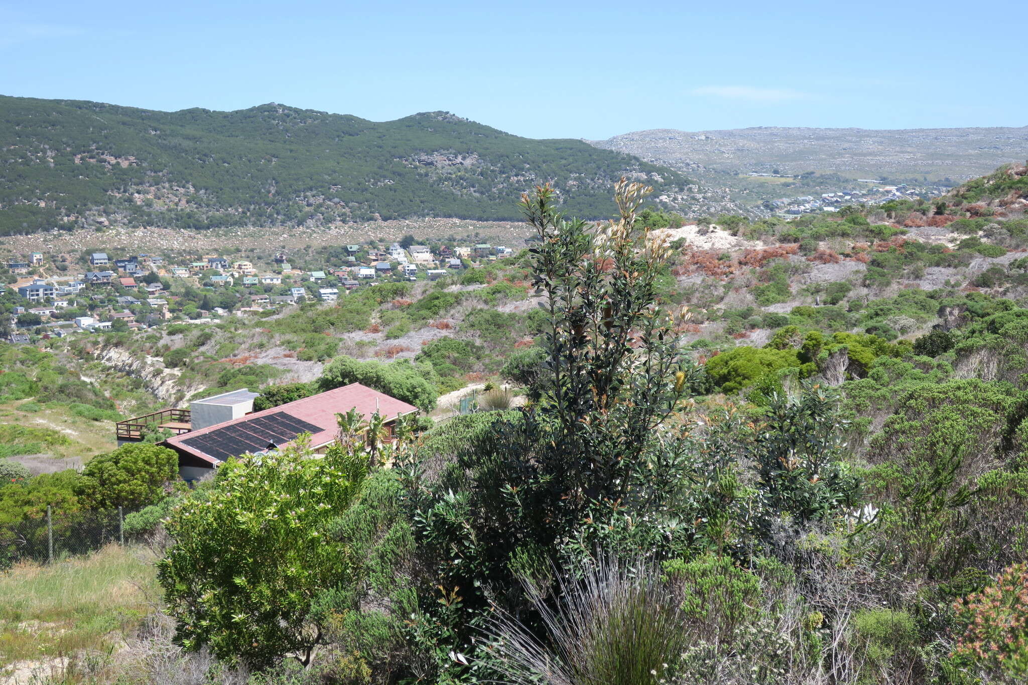 Image of Banksia integrifolia subsp. integrifolia