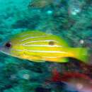 Image of Bluestriped snapper