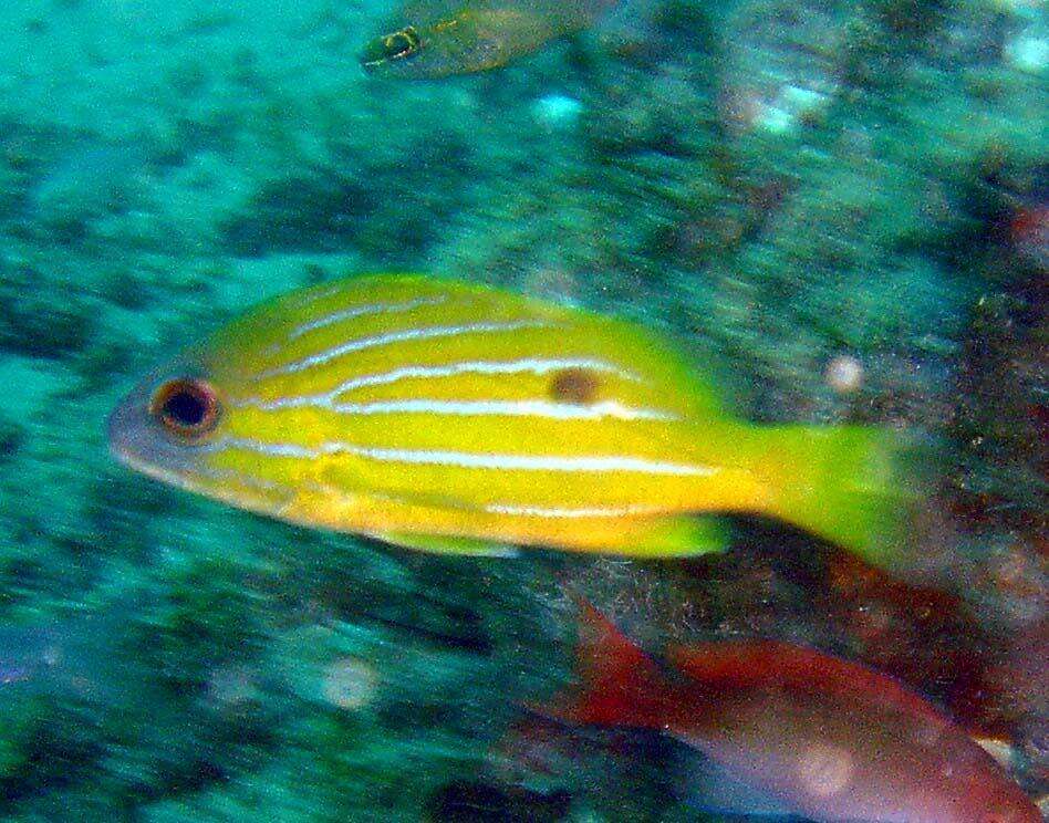 Image of Bluestriped snapper