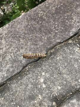 Image of <i>Arthrophaga myriapodina</i>