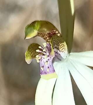 Image of Praecoxanthus aphyllus (Benth.) Hopper & A. P. Br.