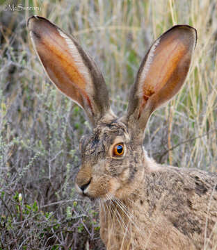 Lepus capensis capensis Linnaeus 1758 resmi