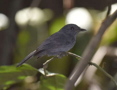 Image of Cinereous Antshrike