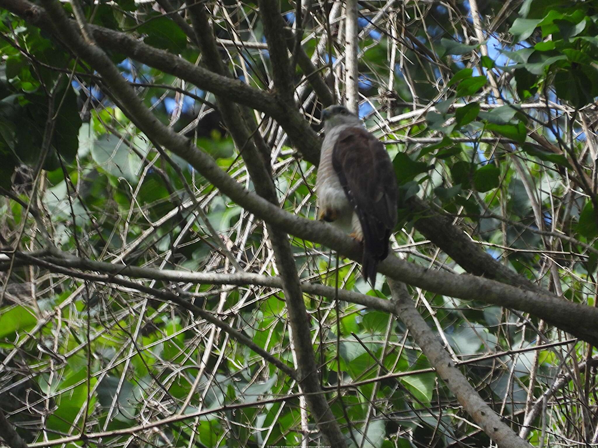 Слика од Buteo ridgwayi (Cory 1883)