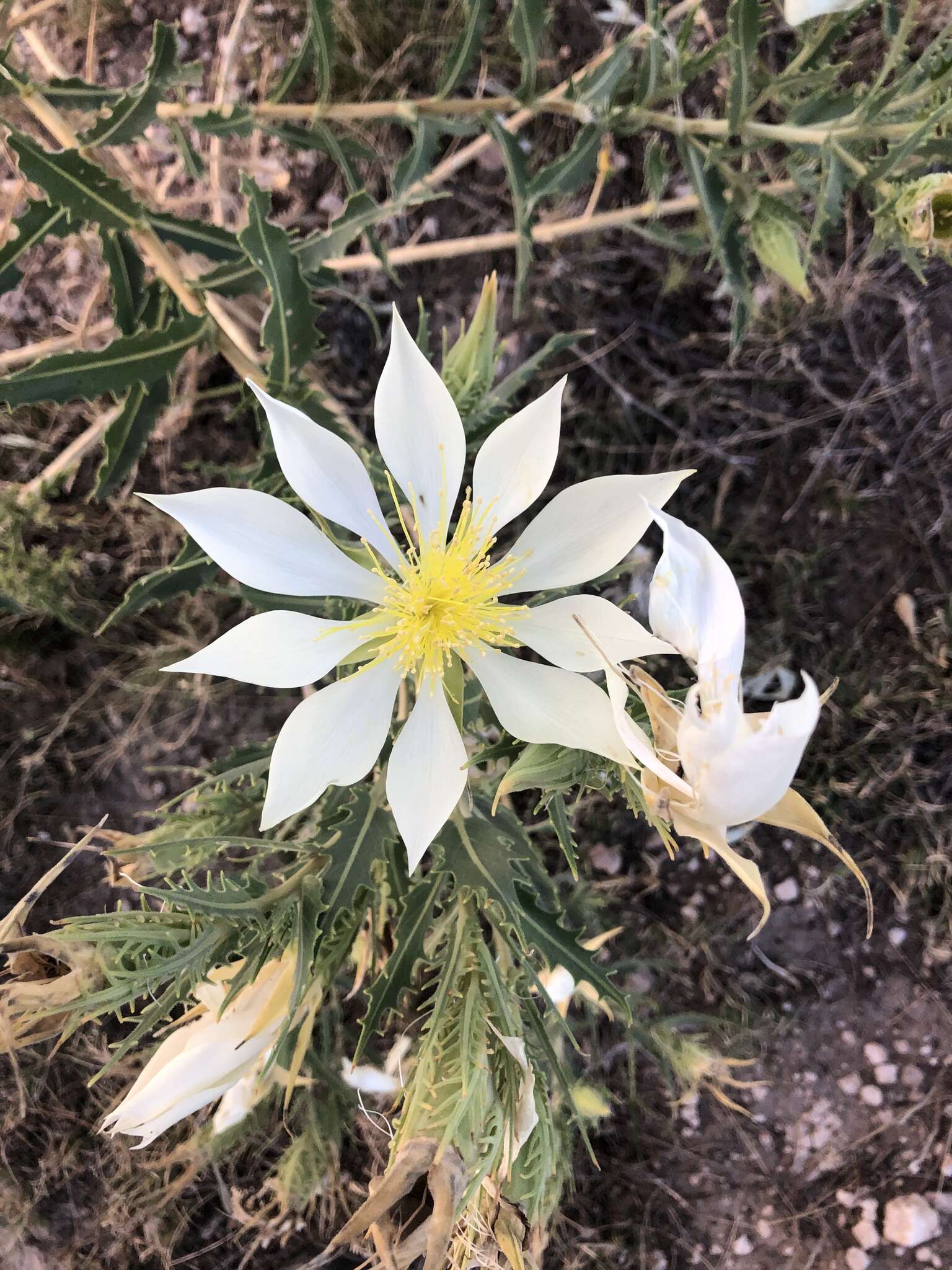 Image of tenpetal blazingstar