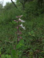 Image of Orthosiphon thymiflorus (Roth) Sleesen