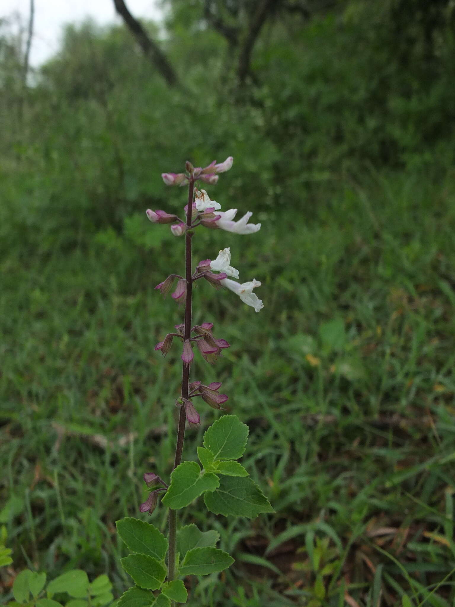 Image de Orthosiphon thymiflorus (Roth) Sleesen