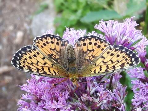 Plancia ëd <i>Boloria titania</i>