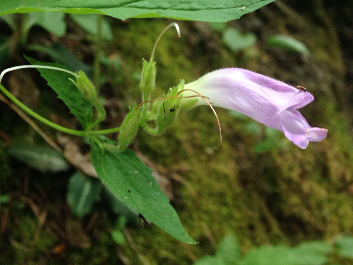 صورة Nothochelone nemorosa (Douglas ex Lindl.) Straw