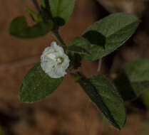 Image of Seddera capensis (E. Mey. ex Choisy) Schinz