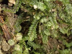 Image of Pedinophyllum interruptum (Nees) Kaal.
