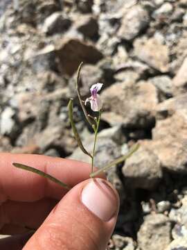 صورة Streptanthus glandulosus subsp. secundus (Greene) Kruckeb.