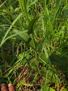 Слика од Pecteilis gigantea (Sm.) Raf.