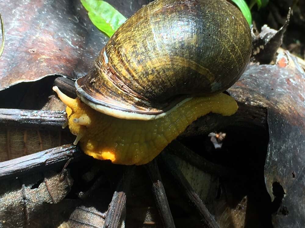 Imagem de Plekocheilus gibbonius (I. Lea 1838)