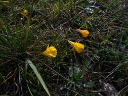 Image of petticoat daffodil