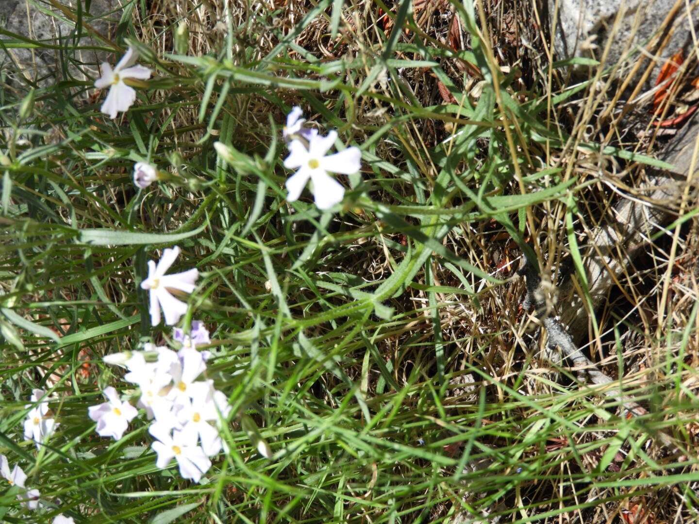 Image of longleaf phlox