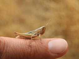 Image de Euchorthippus elegantulus gallicus Maran 1957