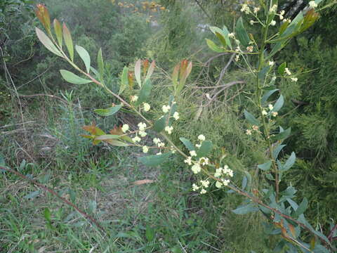 Acacia myrtifolia (Sm.) Willd. resmi