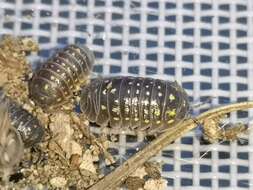 Image of Armadillidium quinquepustulatum Budde-Lund 1885