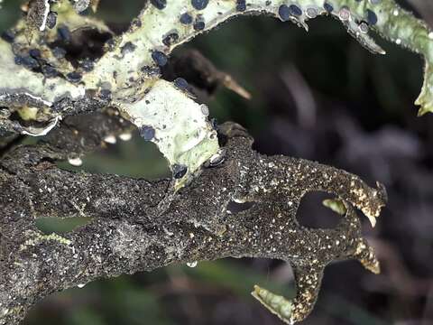 Image of Pseudocyphellaria billardierei (Delise) Räsänen