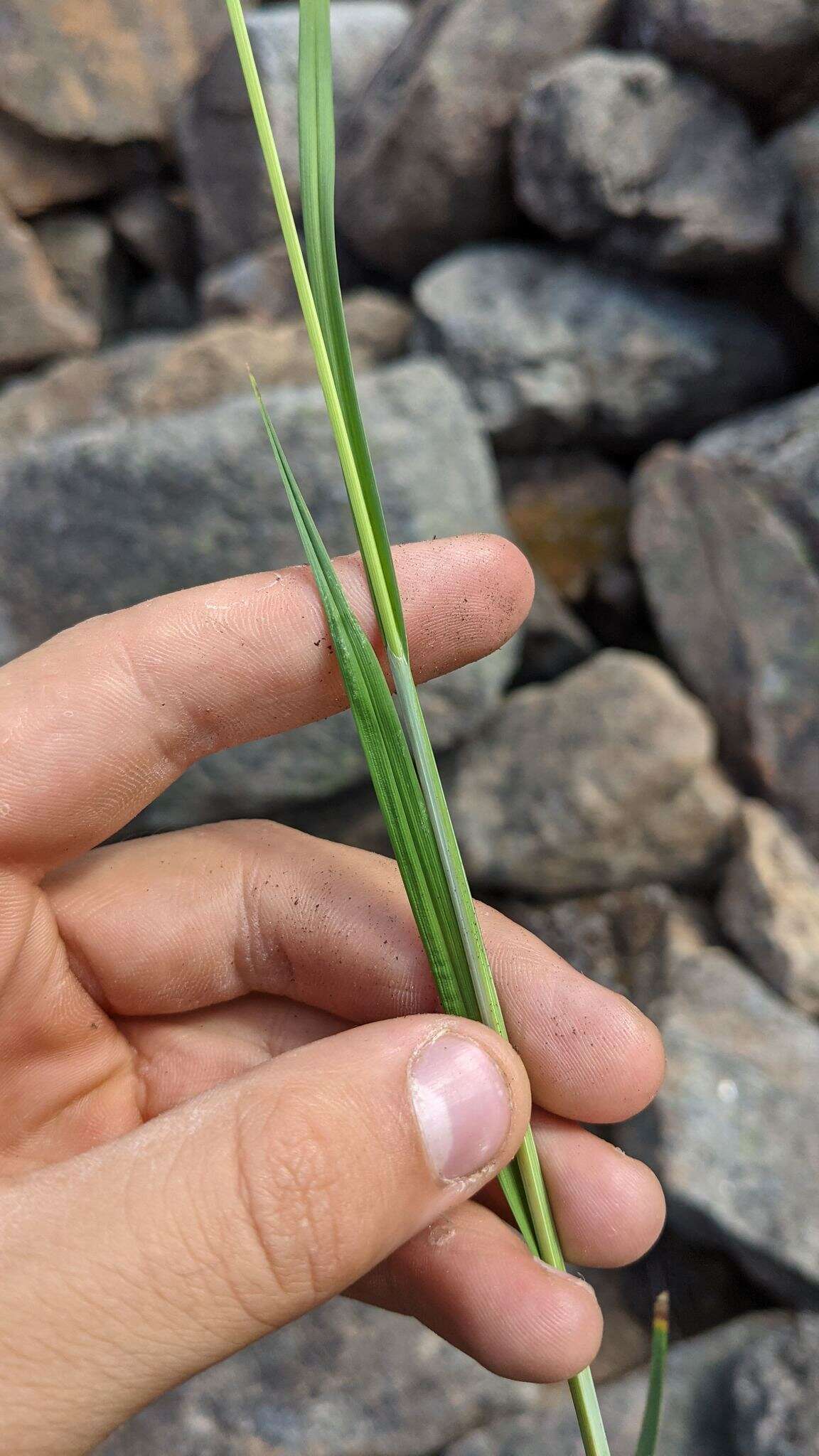 Image of Lesser Black-Scale Sedge