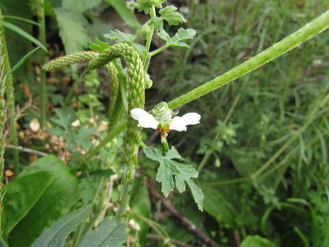 Imagem de Blumenbachia catharinensis Urb. & Gilg