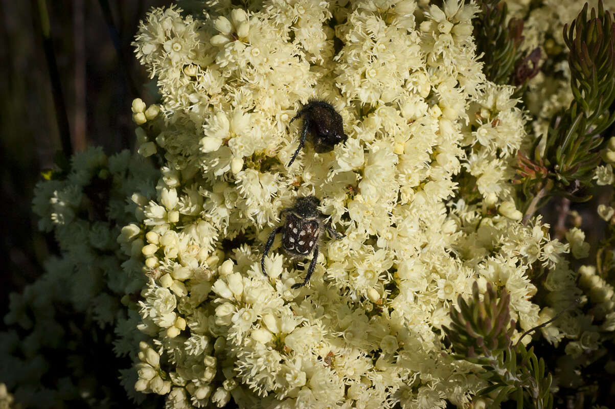 Image of Erica leucanthera L. fil.