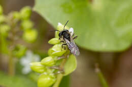 Andrena anisochlora Cockerell 1936 resmi