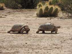 Image of Bolson Tortoise