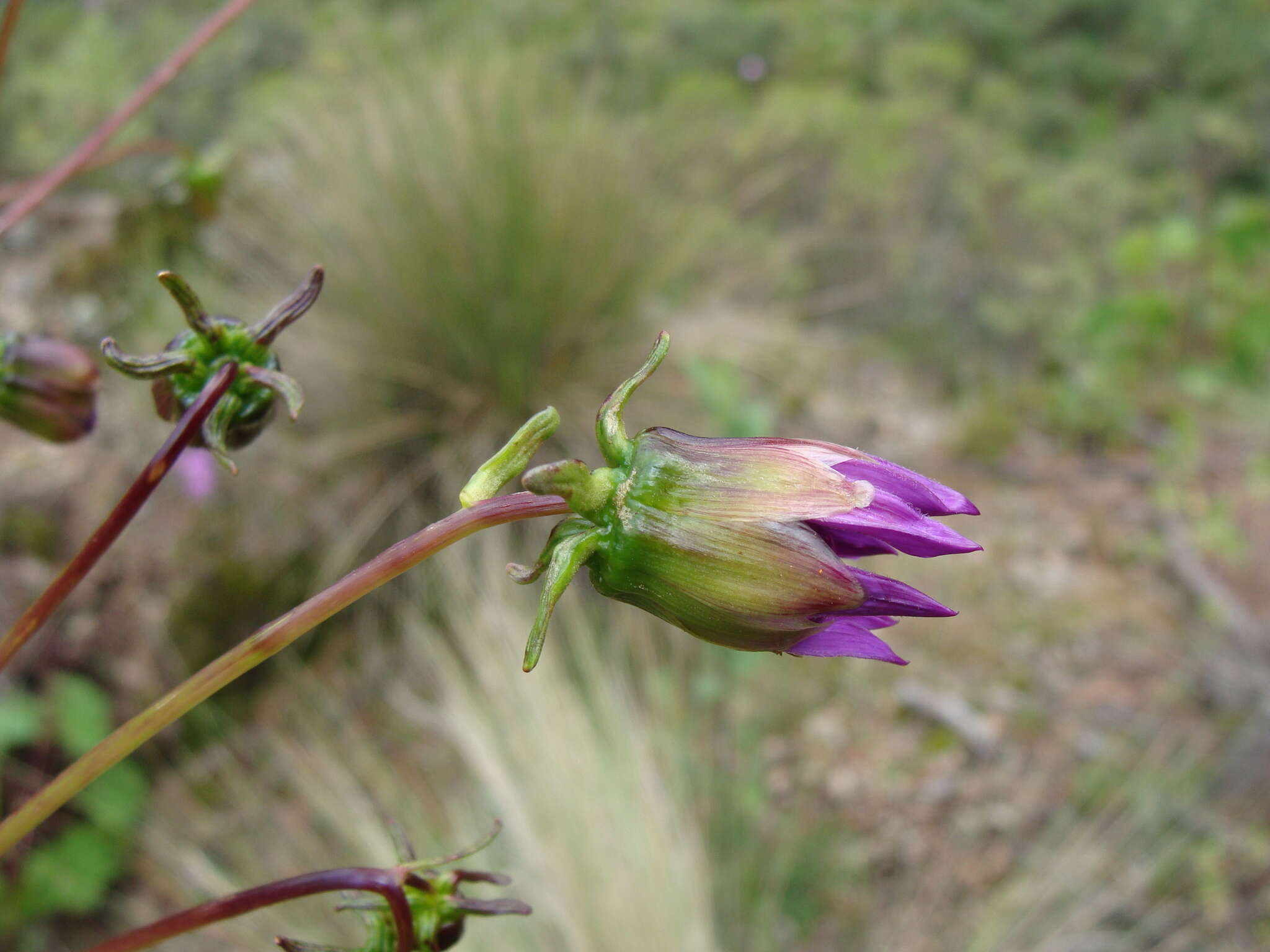 Image of Dahlia merckii Lehm.