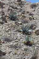 Image of Agave turneri R. H. Webb & Salazar-Ceseña