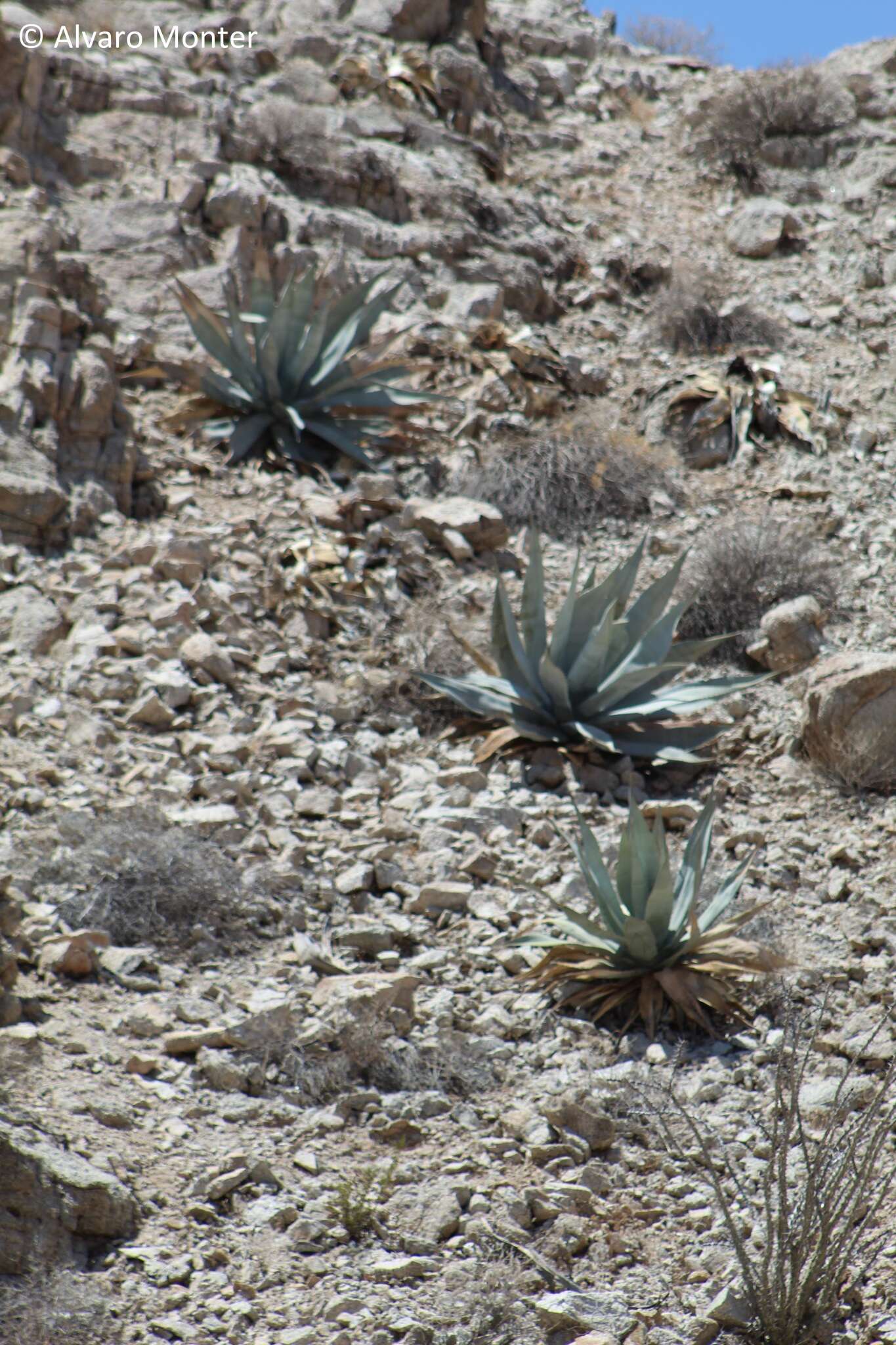 Image de Agave turneri R. H. Webb & Salazar-Ceseña