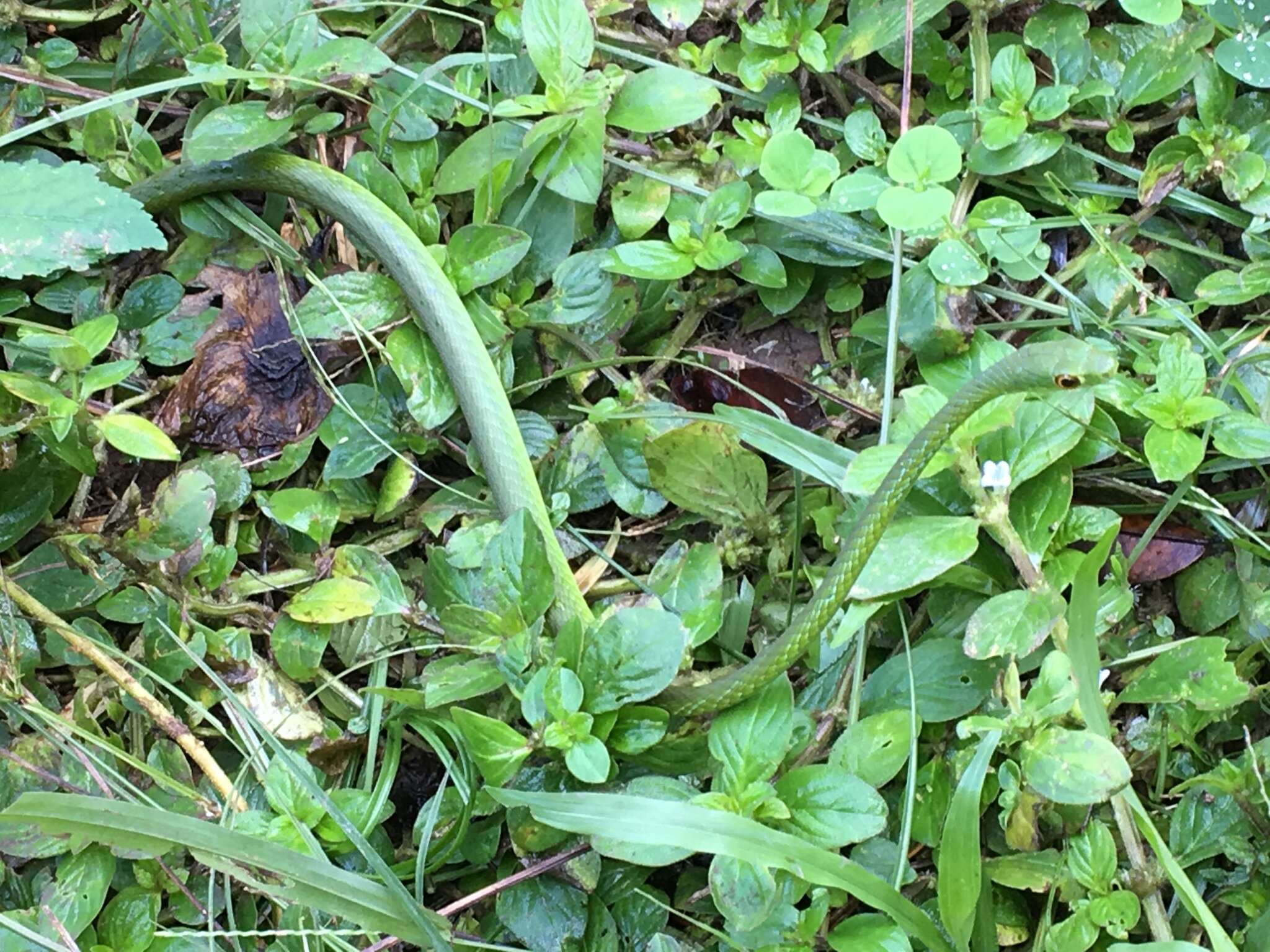 Image of Cameroons Wood Snake