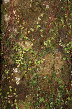 Image de Metrosideros carminea W. R. B. Oliv.