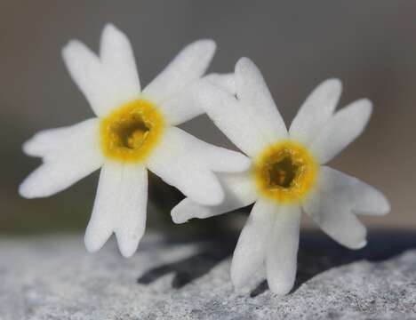 Primula egaliksensis Wormsk. ex Hornem.的圖片