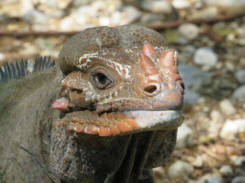 Image of Hispaniolan rhinoceros iguana