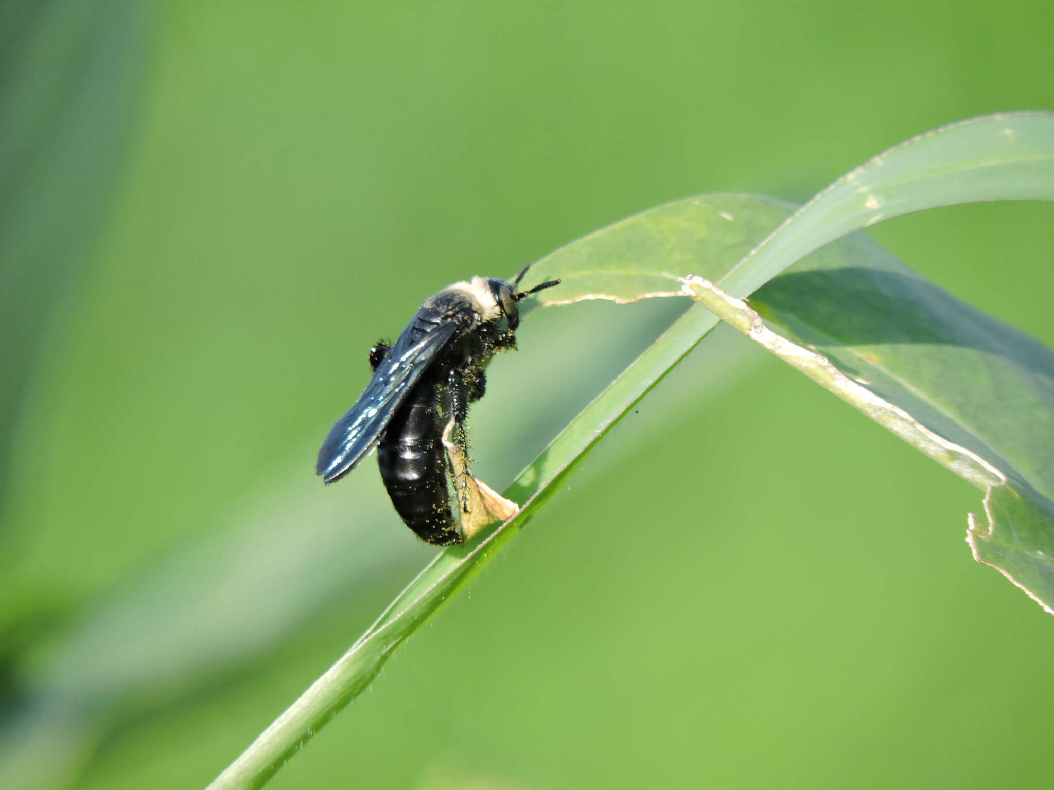 صورة Campsomeriella collaris (Fabricius 1775)