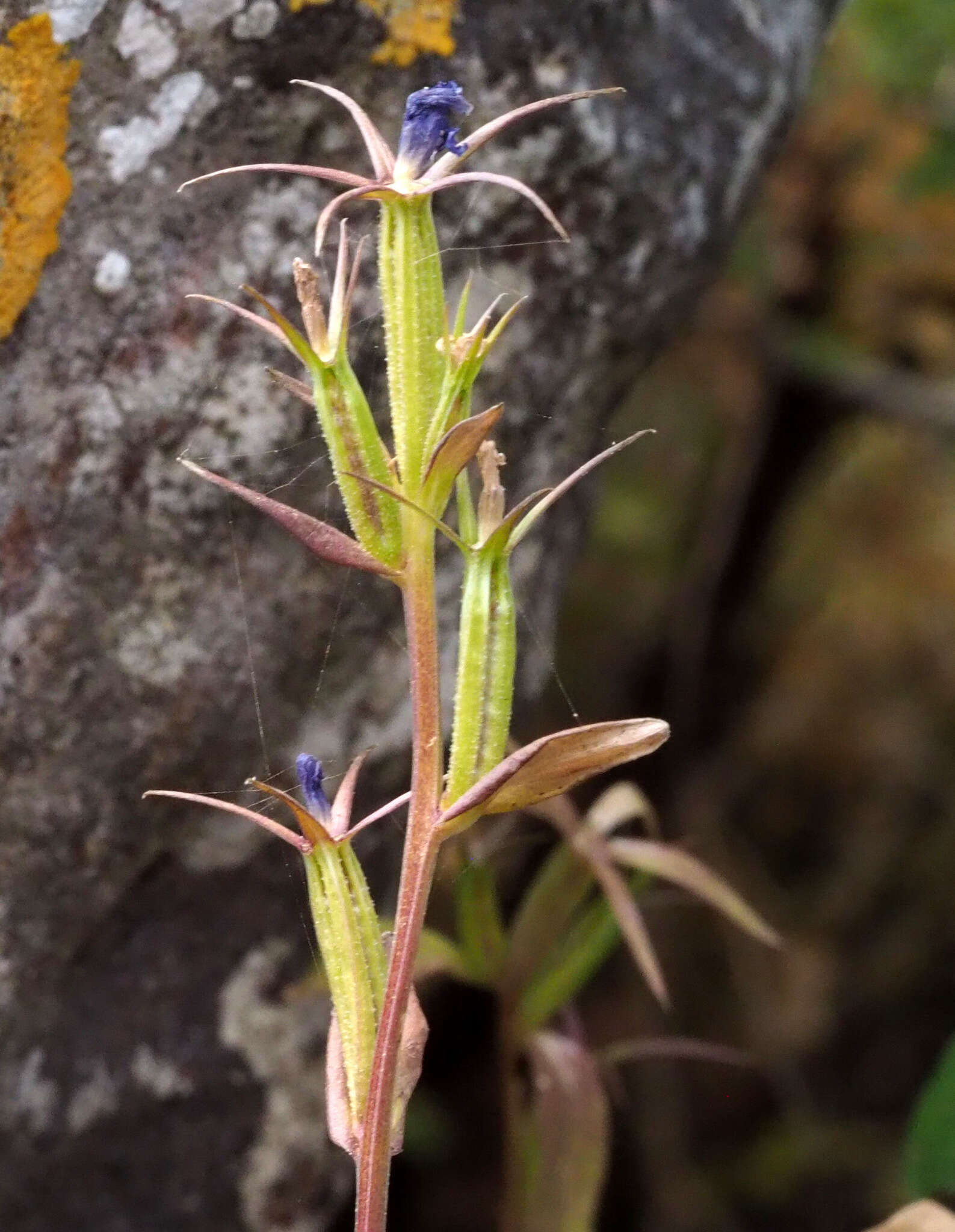 Image of Legousia falcata (Ten.) Fritsch ex Janch.